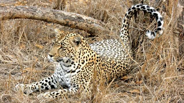 Leopard in Kruger National Park