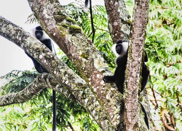 Black and white colobus monkey in nyungwe forest ,rwanda
