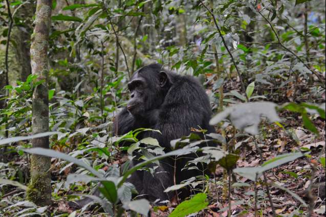 Kibale national park chimpanzee