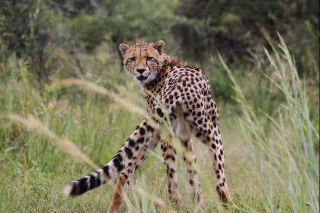 Cheetah pilanesberg safari