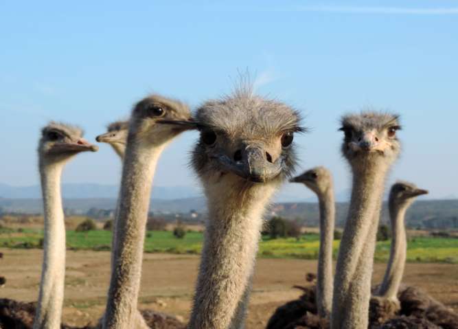 Ostriches South Africa