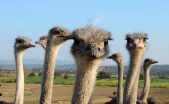 African Safari News & Travel Updates: September 2024