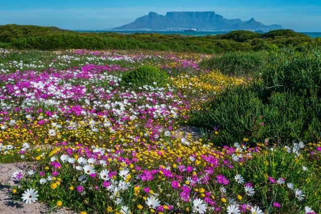 West Coast Flowers updates