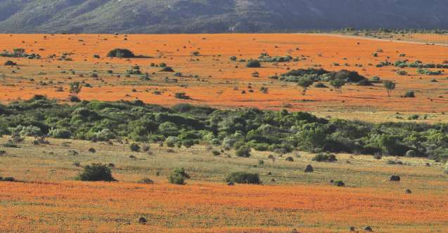 Namaqua flowers