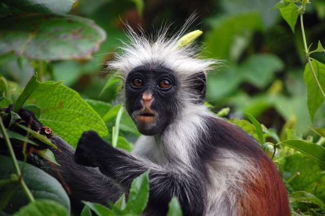 Zanzibar red colobus monkey
