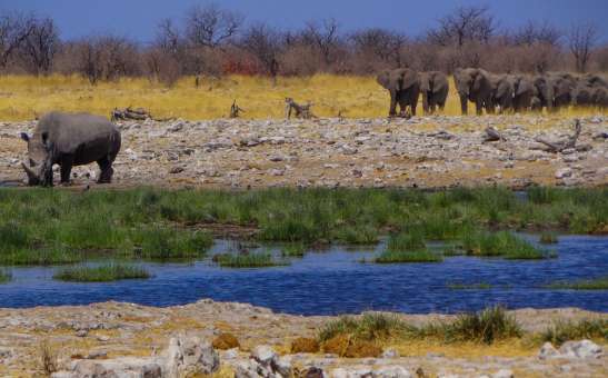 Protected Animals in Africa & Where to See Them