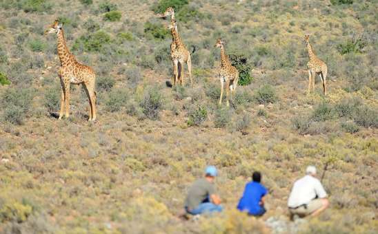 Cape Town Big 5 Wildlife Reserve: A Conservation Focus