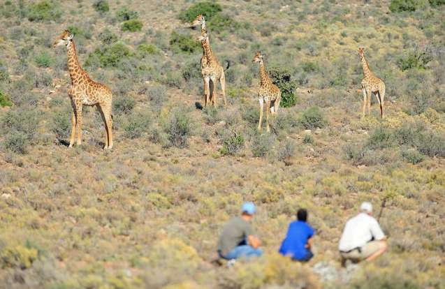 Sanbona safari giraffe