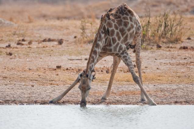 Hwange giraffe drinking on safari
