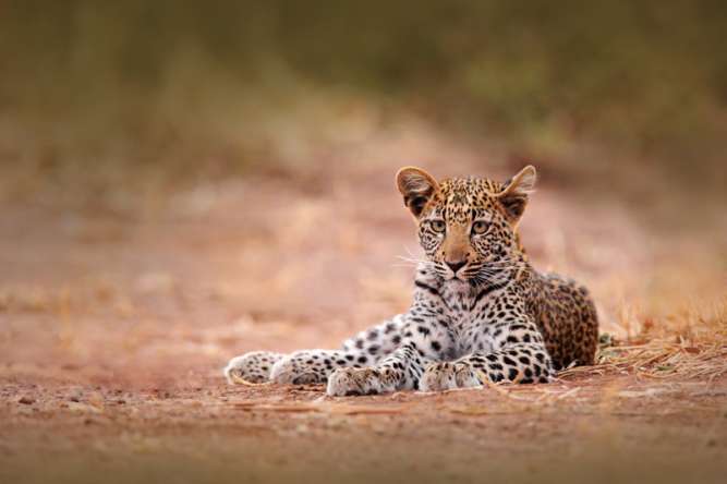 Hwange national park, young leopard