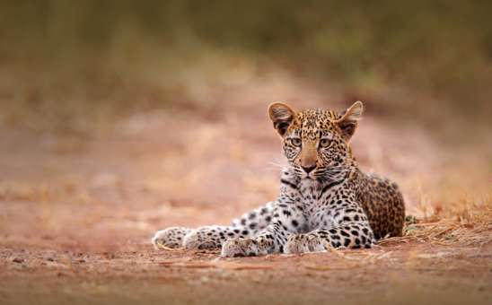 Hwange National Park vs Kruger National Park: Where Should You Safari?