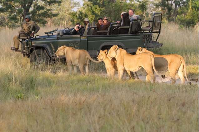 Kruger lions on safari