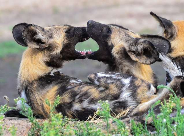 Kruger wild dogs on safari