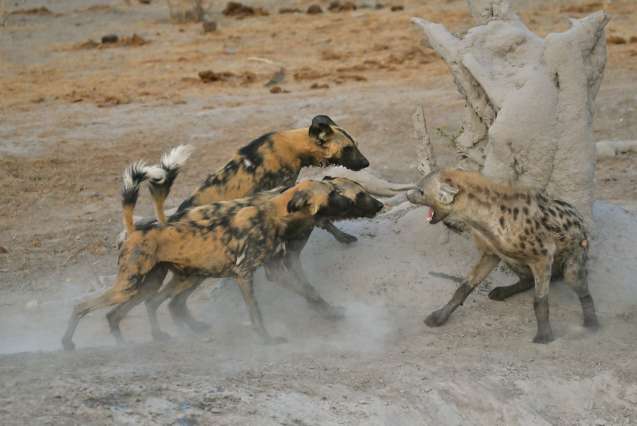 Savuti wild dogs hyena