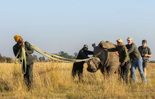 Capture team guiding rhino towards transport crate 2024 gkepf translocation