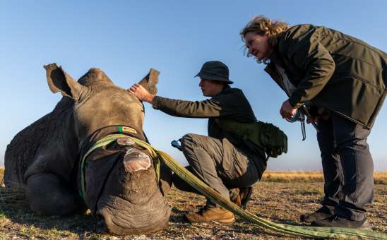 Whats Going on in African Rhino Conservation?