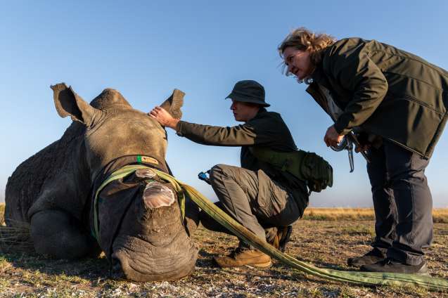 GKEPF vet, Gunter Nowak, and ceo, sharon haussmann, inspect the ear of a tranquillised rhino prior to attaching a tracking device @ cathan moore