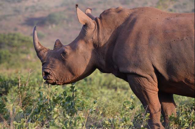 Hluhluwe-Imfolozi rhino