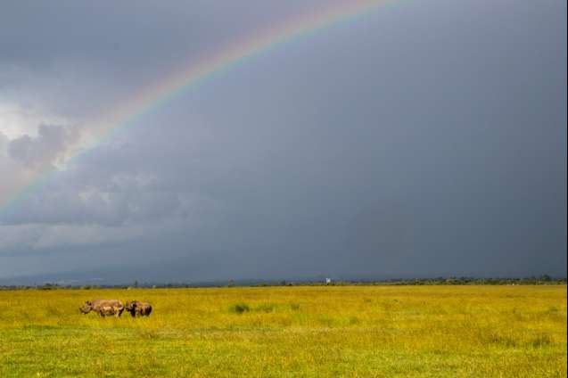 Ol pejeta rainbow over rhinos