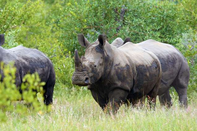 Rhino at timbavati in greater kruger