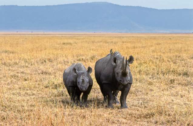Rhino in ngorongoro crater