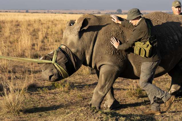Gkepf vet, gunter nowak, carefully guides a sedated rhino to a translocation crate