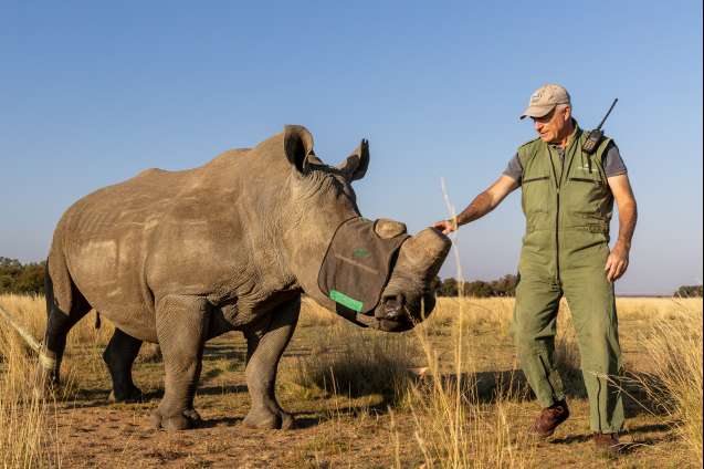 Leading wildlife translocation expert kester vickery examines sedated rhino 2024 gkepf translocation