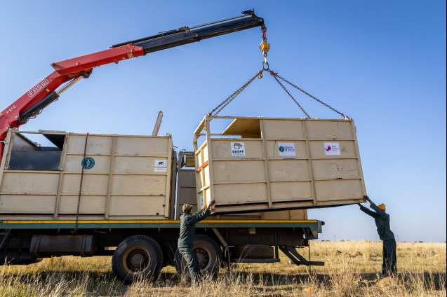Loading of rhino transport crates 2024 gkepf translocation
