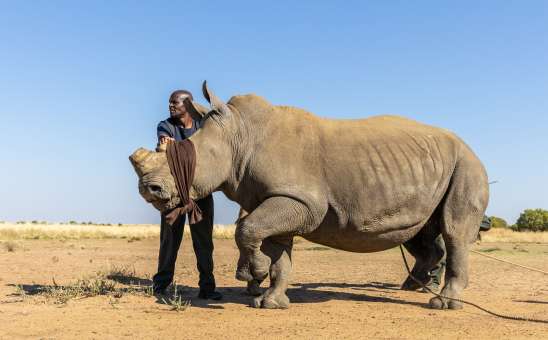 Epic African Rhino Conservation News in Pictures