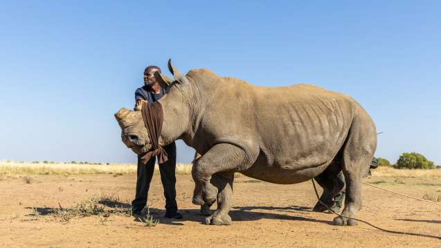 Member of translocation team guides rhino towards crate 2024 gkepf translocation