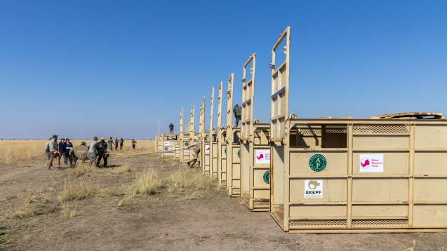 Rhino being led towards transportation crates 2024 gkepf translocation