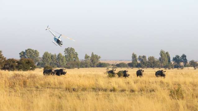 Rhino darting with tranquilliser from helicopter 2024 gkepf translocation
