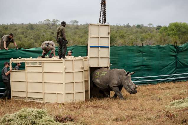 Rhino steps out of translocation crate gkepf rhino translocation