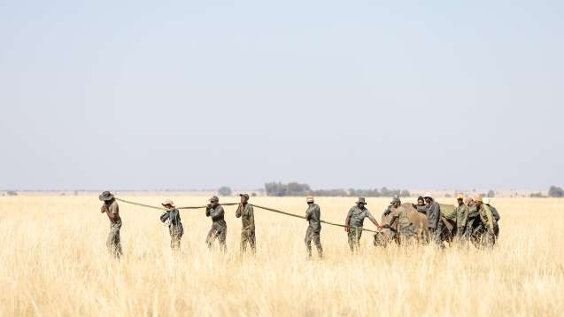 Translocation team leading rhino towards crate 2024 gkepf translocation