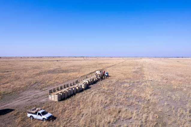 Transport crates ready to load rhino 2024 gkepf translocation