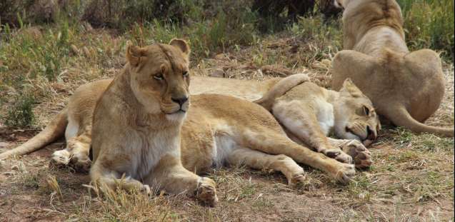 Aquila safari lions