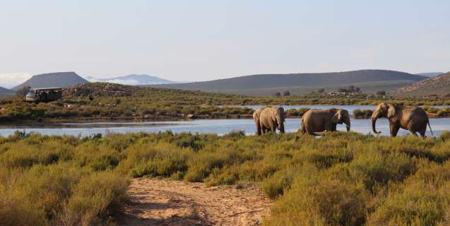 Big 5 safari near Cape Town, Aquila