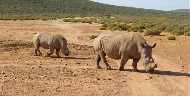 Safari near Cape Town, two rhino in Aquila