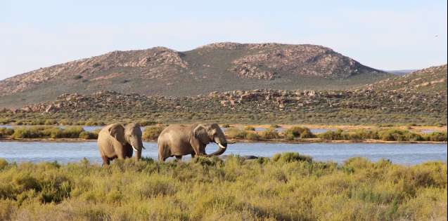 Elephants at Aquila Game Reserve