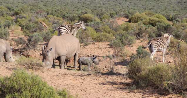 Rhino and baby rhino, Big 5 safari near Cape Town