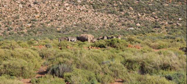 Rhino and zebra, safari near Cape Town