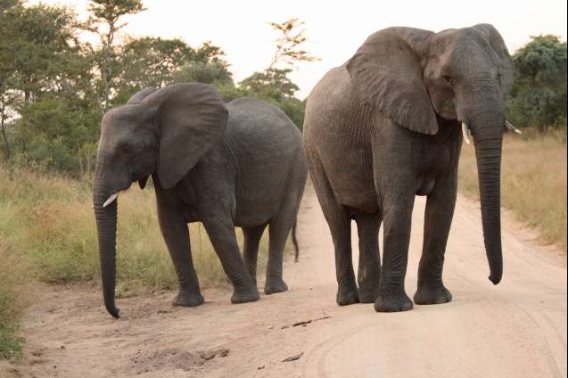 Elephant at Sabi Sands