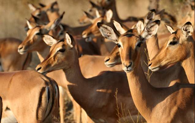 Kruger Park impala