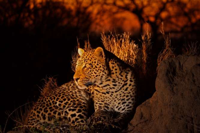 Leopard at Sabi Sands
