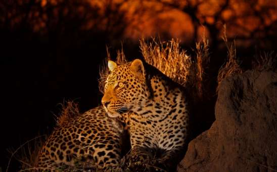 Kruger National Park vs Sabi Sands: Where to Go for Your Perfect South Africa Safari