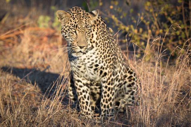 Sabi Sands leopard
