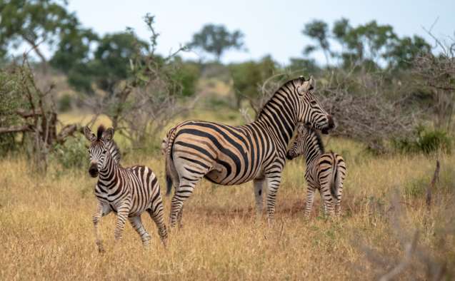 Zebra in Kruger National Park