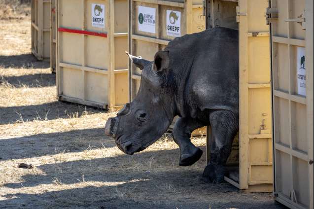 Dehorned rhino emerges from transport crate 2024 gkepf translocation