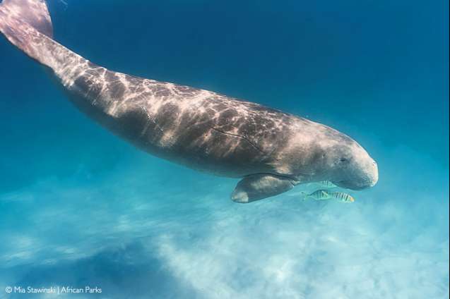 Dugong-in-bazaruto-archipelago-national-park-mozambique-