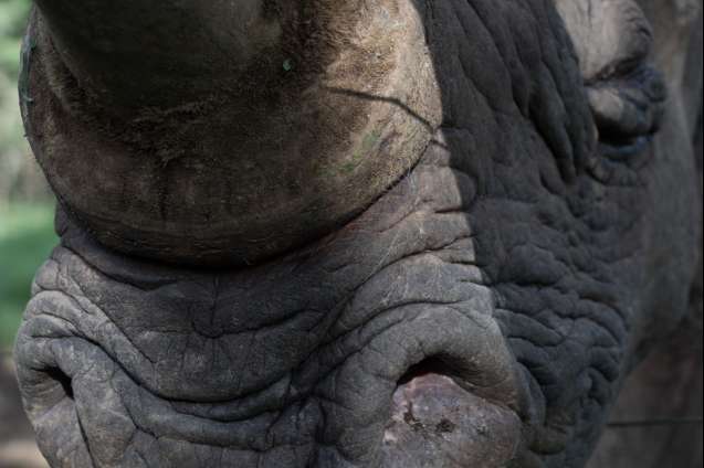 Pejeta baraka rescued rhino